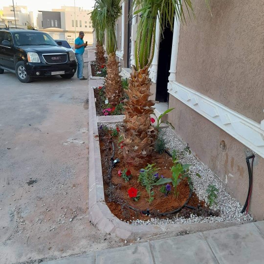 مزايا زراعة النخيل والأشجار