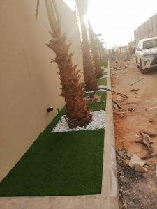 خطوات زراعة النخيل والأشجار